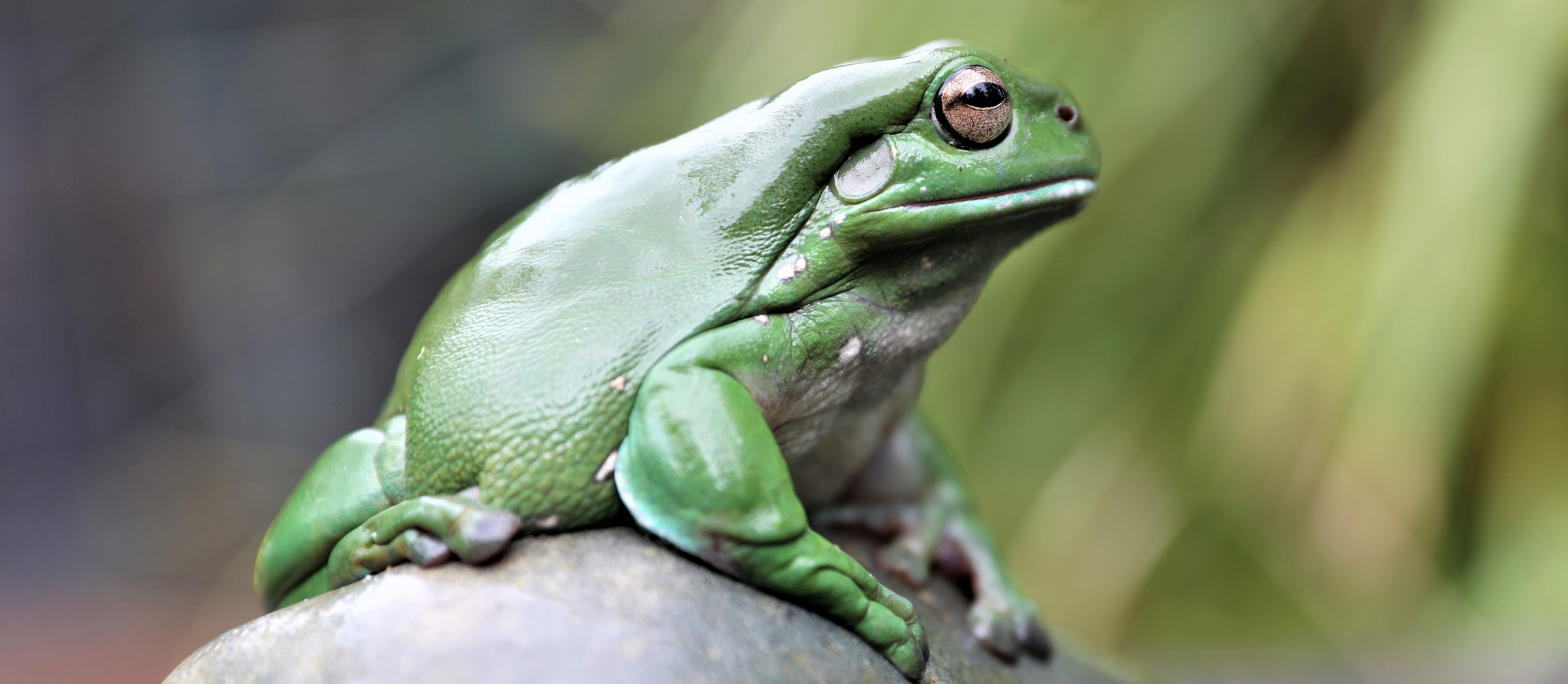 Giant Green Tree Frog Sculptures In Australia