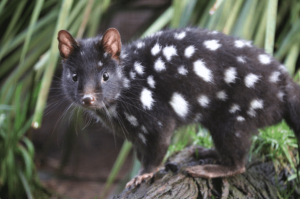 Quoll