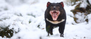 warm tasmanian devil, snow