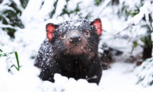 warm animal, xmas, aussie ark