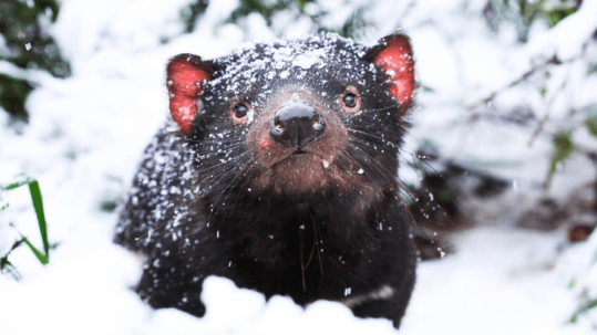 Tasmanian Devil in Snow