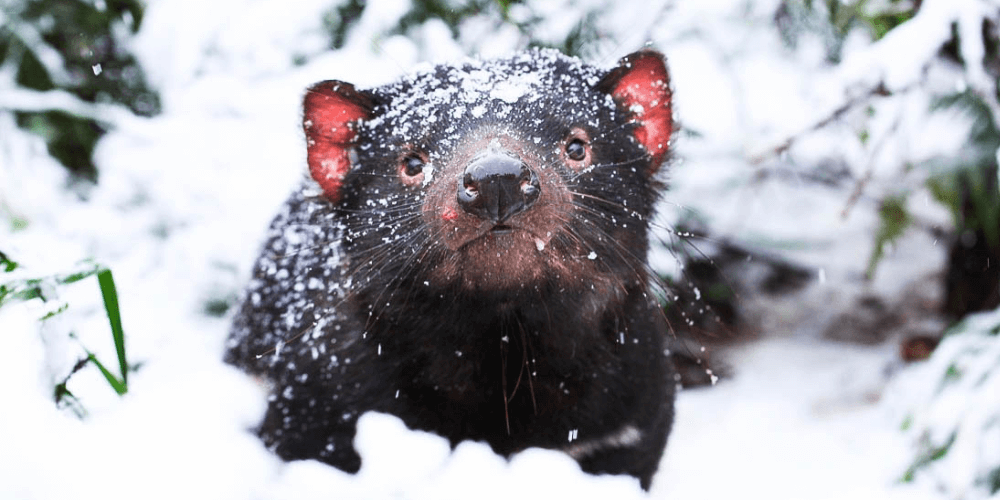 Tasmanian Devil in Snow