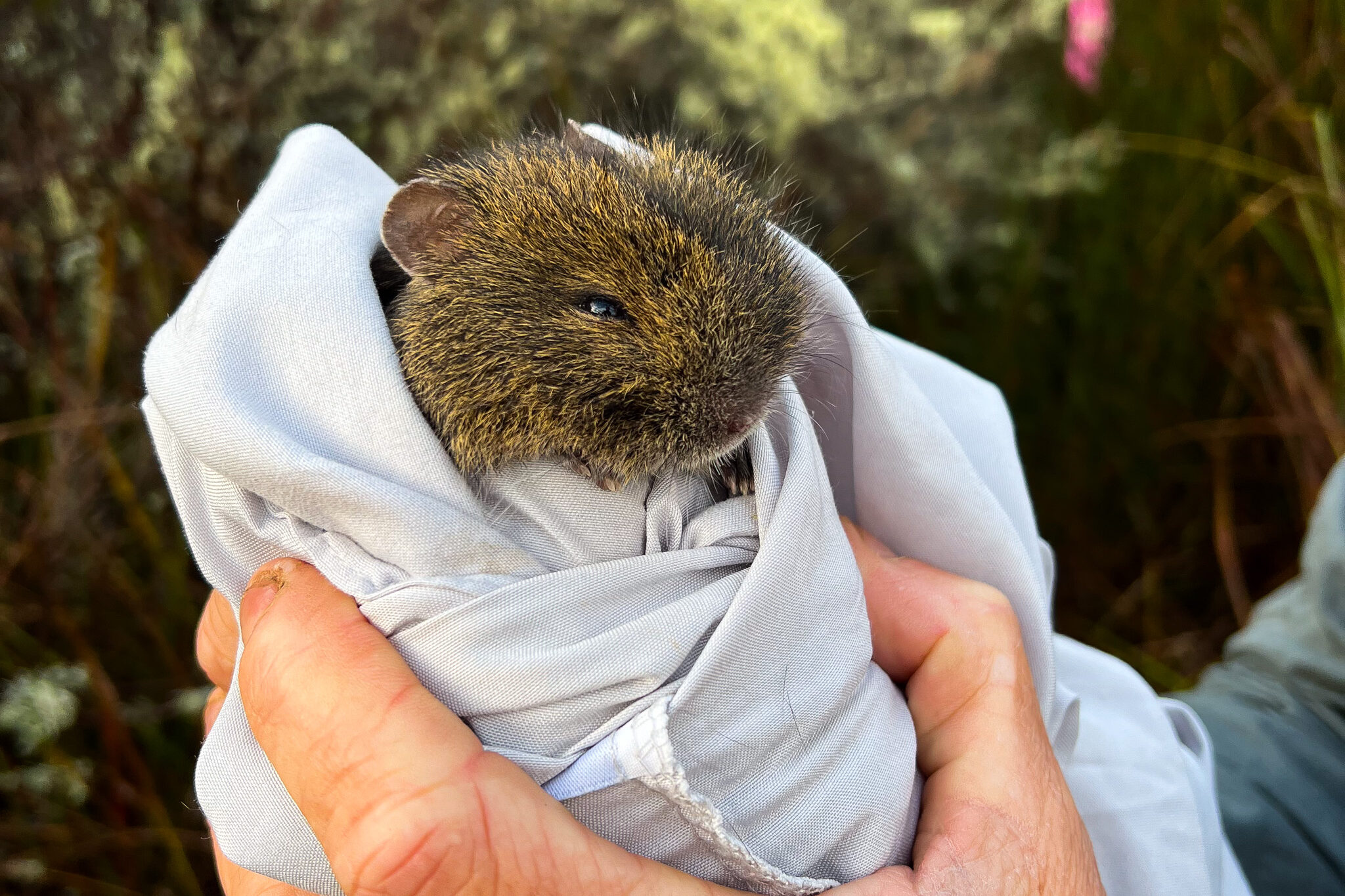 Save our ‘Pygmy Wombats’!